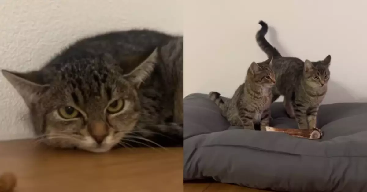 新領養小貓回家情緒低落 德國女返收容所揭感人真相 暖心結局曝光