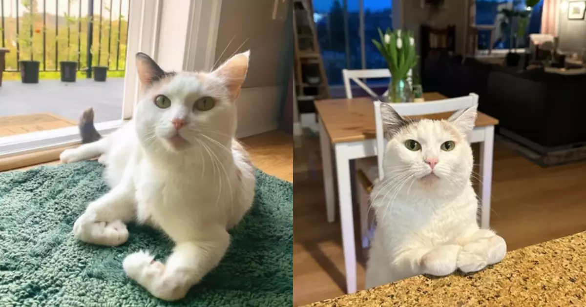 新領養三花貓愛折「手」無法行走靠前爪滑行 飼主送醫揭患1先天疾病