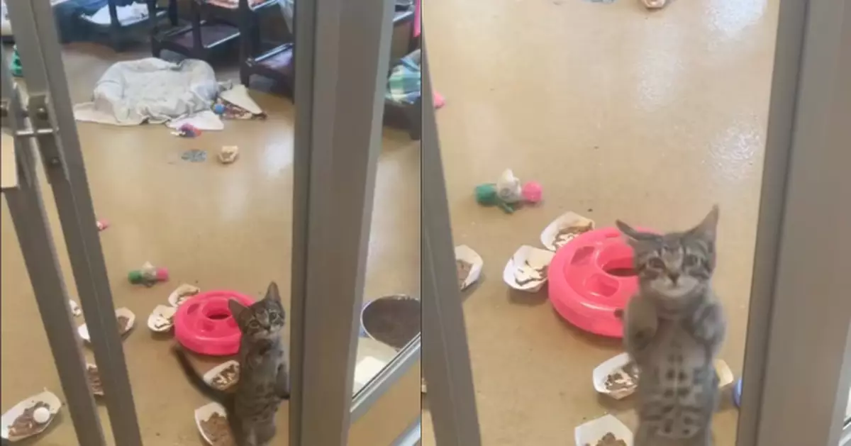 與30名同伴「競爭」 收容所貓仔敲玻璃賣力跳躍萌爆全場終獲收養