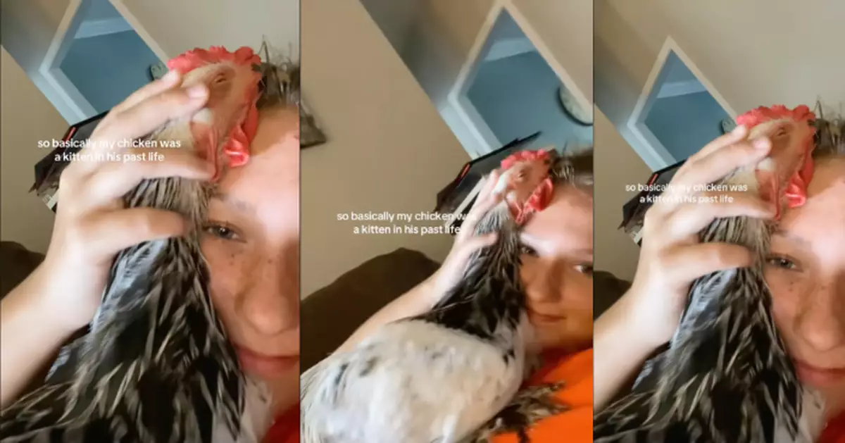 黏人程度堪比寵物貓 梵天雞瞇眼伸頸緊貼飼主額頭撒嬌