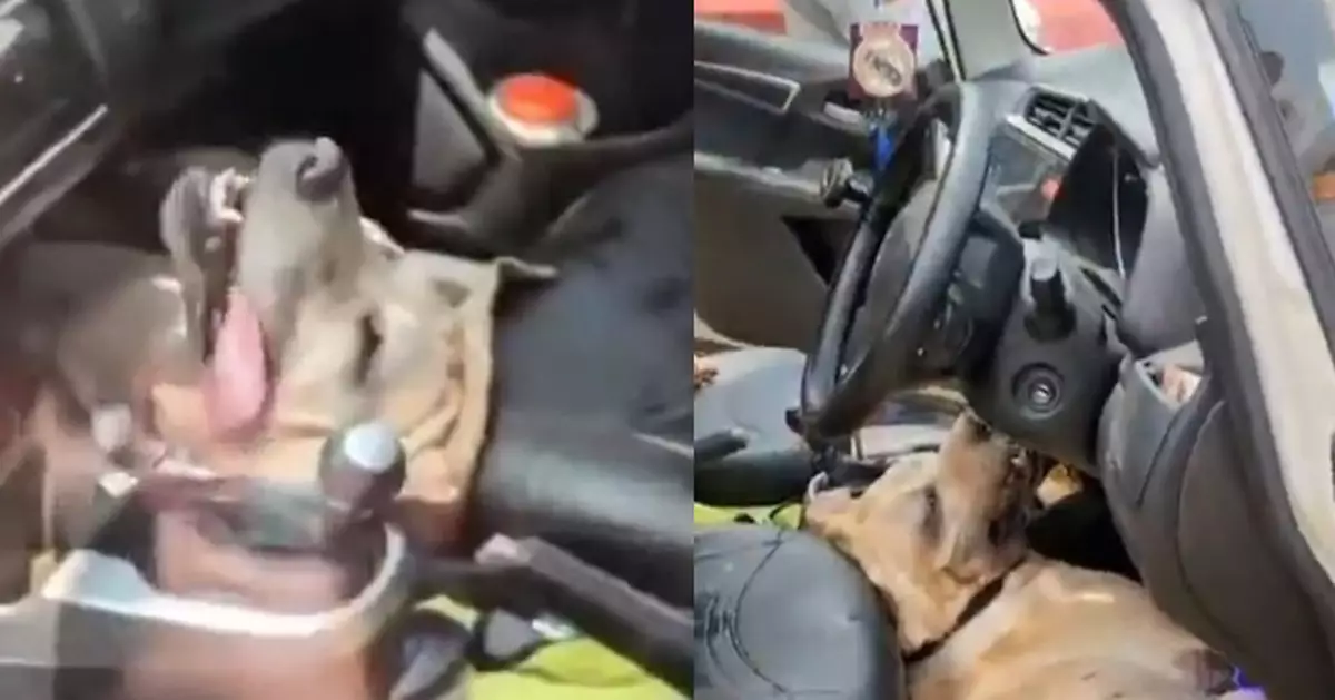 高溫天氣遭飼主獨留車廂活活焗死 印度拉布拉多犬痛苦喘氣畫面曝光令人痛心