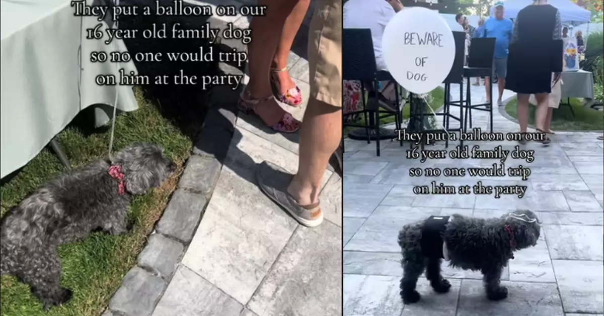 16歲約克夏犬身綁氣球現身家庭聚會 飼主解釋背後暖心用意獲讚
