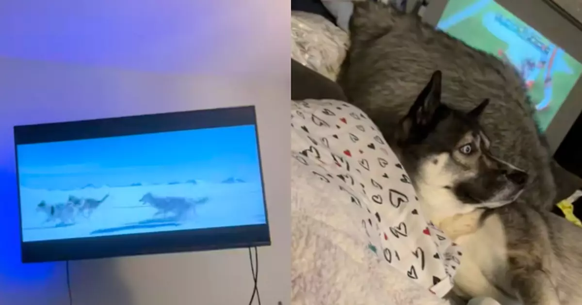 躺梳化睇電影見同類勤力拉雪橇 哈士奇犬雙眼圓睜露震驚臉似憂被派去「打工」