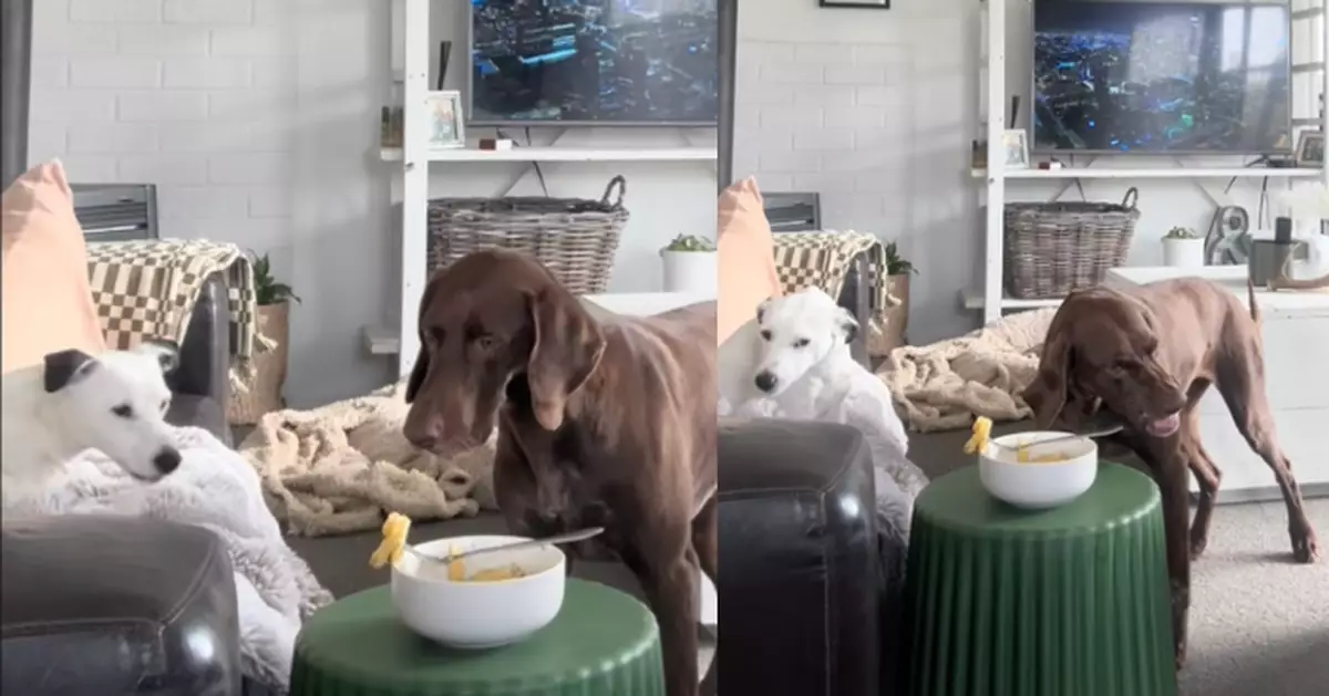 自制力大考驗！飼主留美味意粉離席 2狗齊齊轉頭努力抵抗食慾萌爆網民