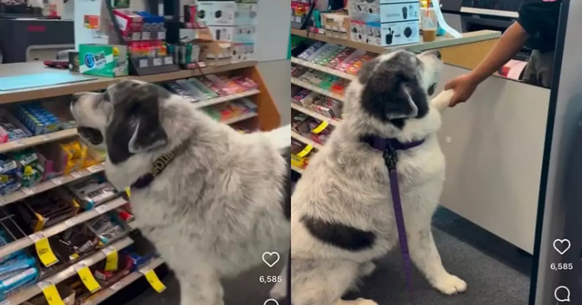 獲店鋪職員餵食日日前往討零食 大白熊犬見顧客結帳乖巧排隊等候
