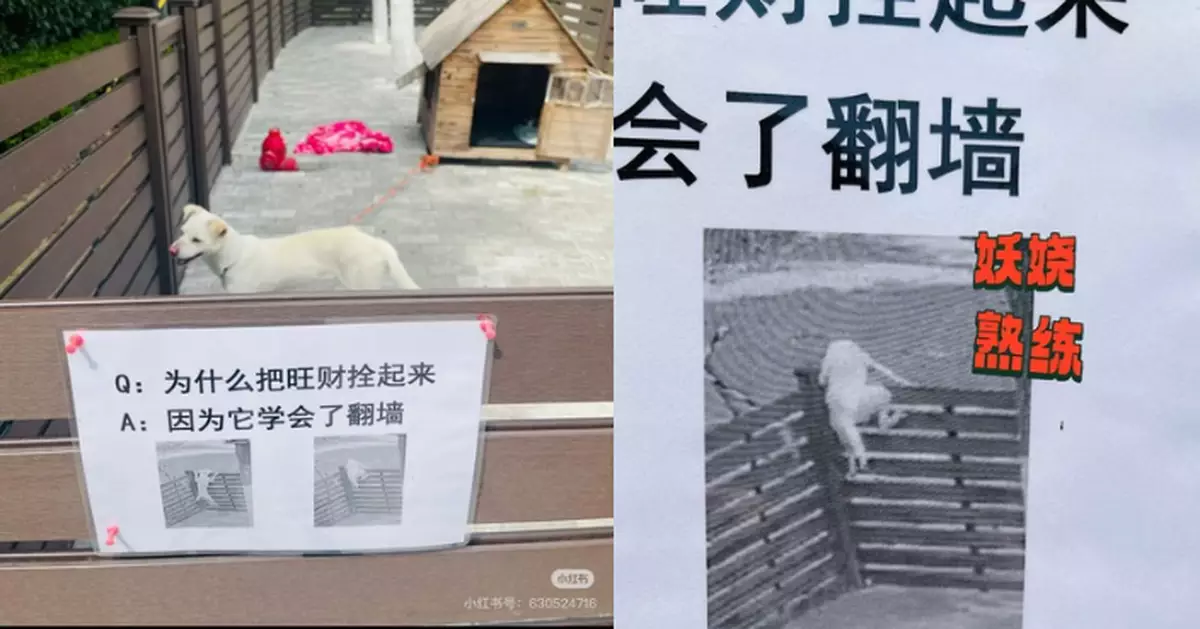 收養流浪狗拴後院遭疑「虐狗」 內地公司急曬「翻墻相」澄清