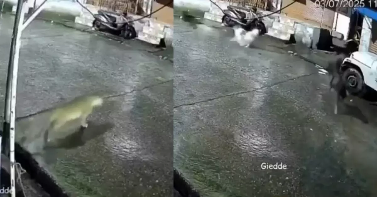 街上遇野豹誤以為「野貓」 數隻流浪狗追進巷子驚覺中伏倉皇逃生