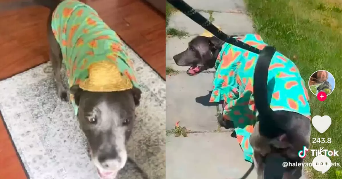 未盛裝打扮拒出門！貪靚黑狗叼襯衫戴草帽精心裝扮才行動