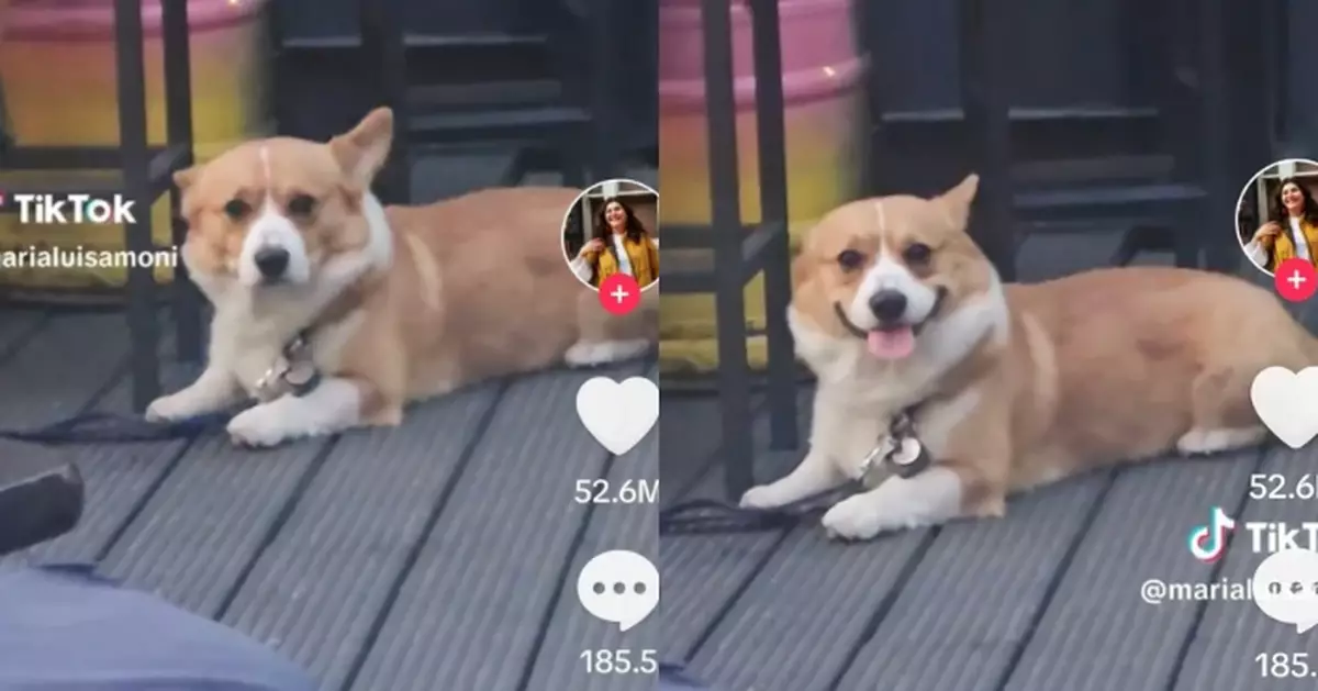 國外女子戶外用餐遇柯基犬露燦爛笑容被融化 可愛畫面引網直呼：太會撩了！