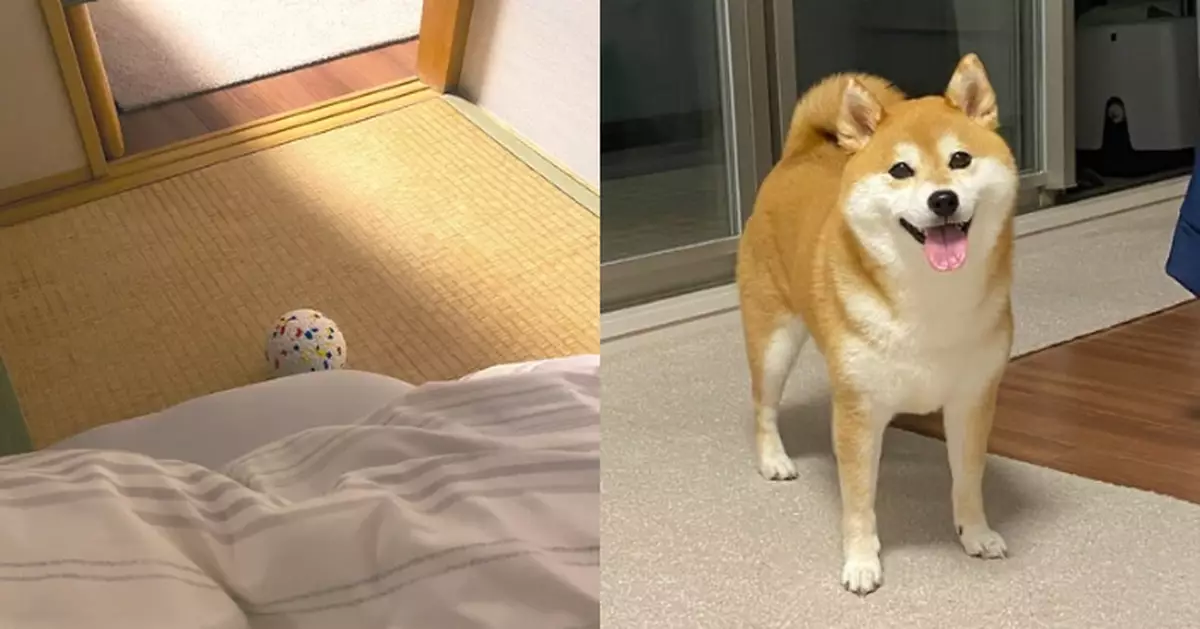 見飼主臥病在床 柴犬床邊留心愛玩具球「陪伴」超貼心