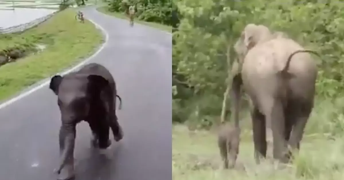 印度8周小象落單主動攔車求助 獲護林員暖心護送與象媽團聚