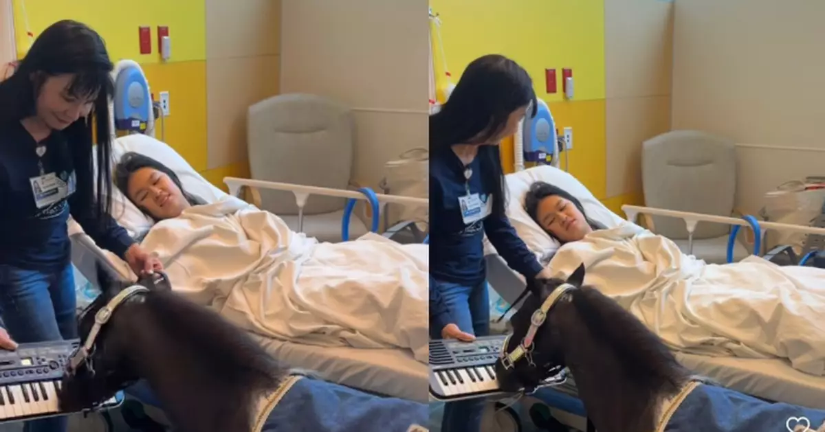美國迷你治療馬病房「彈琴」療癒病童 憑專注滑稽神態爆紅全球