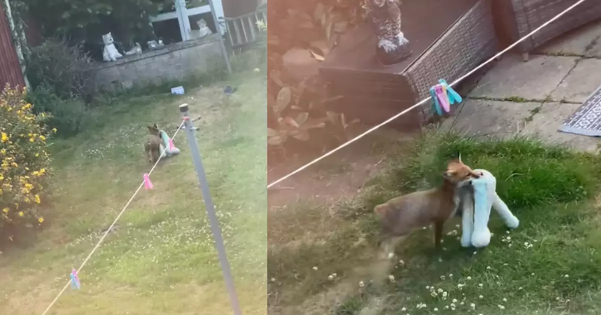 狗狗玩具放院子屢被「移動」 女飼主暗中觀察見得意狐狸仔凌晨潛入偷玩