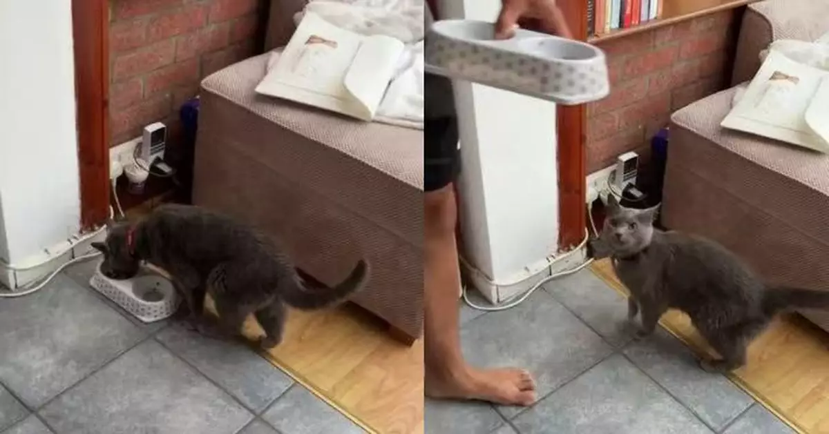 「陌生灰貓」闖民居狂食寵物飼料 遭屋主夫婦抓包扮無事繼續吃