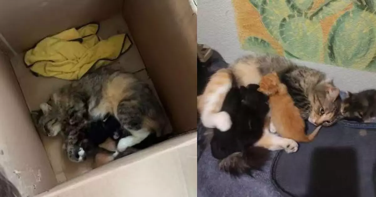 送救援中心途中跳車遺「一窩幼崽」 貓媽1周後奇蹟再現與子女團聚