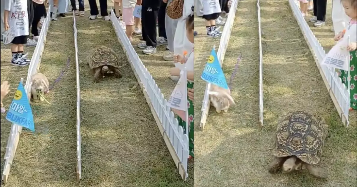 南韓農場上演現實版「龜兔賽跑」 兔子輕敵食菜反輸烏龜再現寓言結局