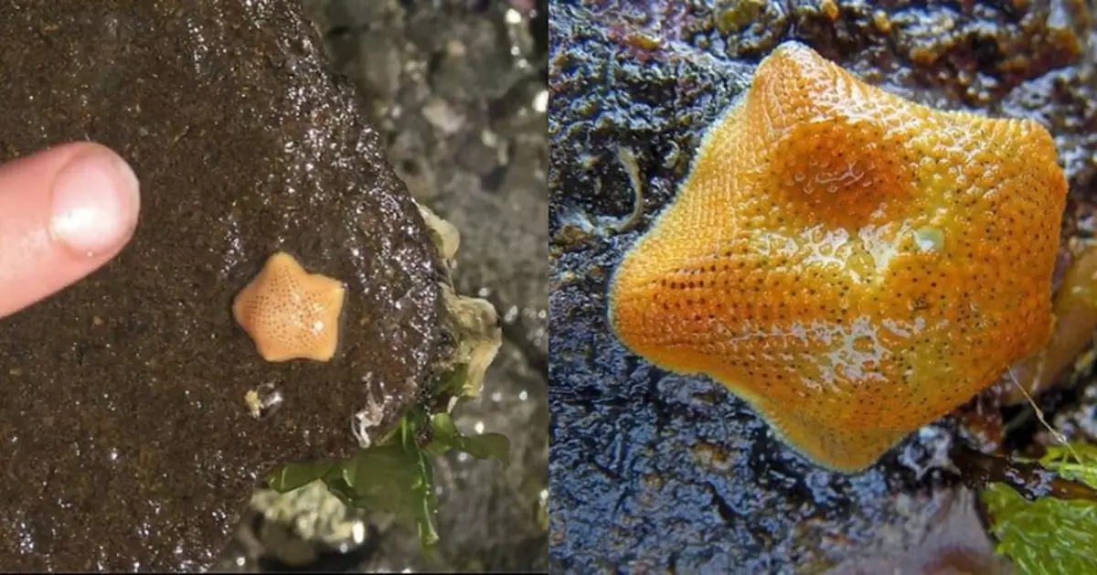 狀似橘子皮體積僅指甲大 澳海岸棲息地現罕見「胎生海星」