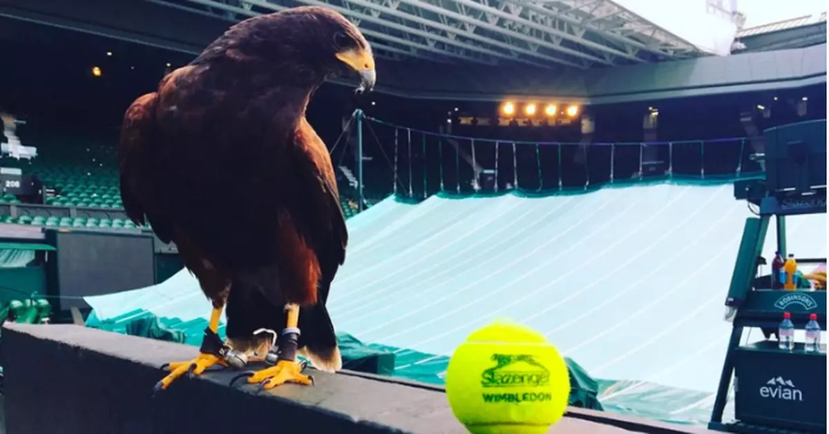 英溫布頓賽場驅鴿17年維護秩序 哈里斯鷹憑「最強鷹眼」成網紅
