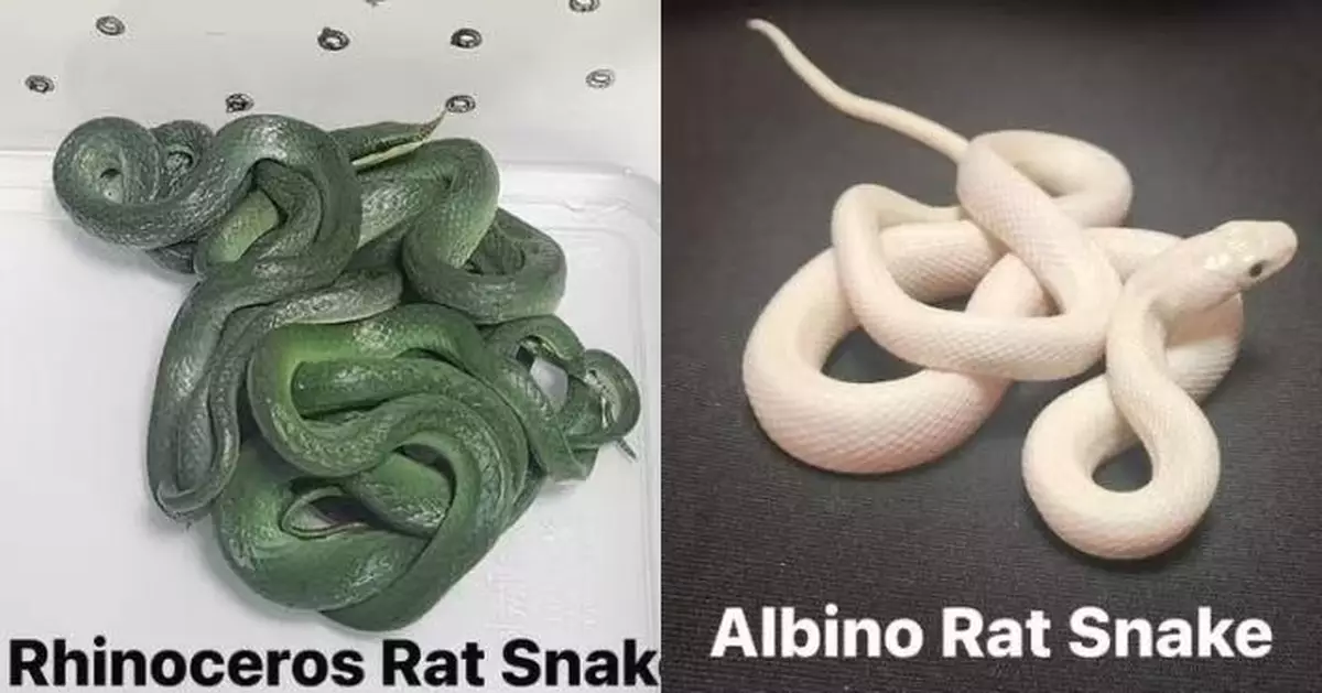 孟買海關破野生動物走私案 泰乘客行李篋藏16條七彩繽紛活蛇遭攔截被捕