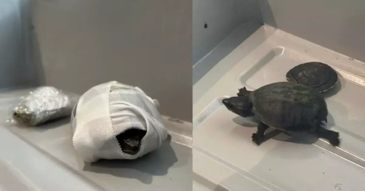 美國女旅客內衣藏2烏龜闖機場安檢遭攔截 TSA無奈籲：勿將動物藏在怪地方！