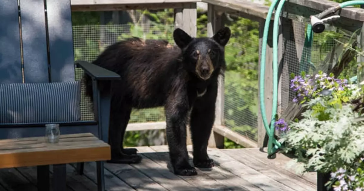 日岩手縣八旬婦渾身是血倒斃家中 疑遭野熊闖入襲擊