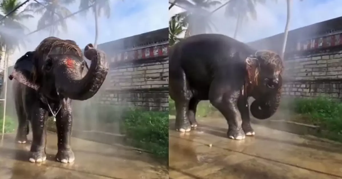 印度小象戲水見青蛙闖入主動提腳防誤傷對方 網民勁讚「溫柔巨人」