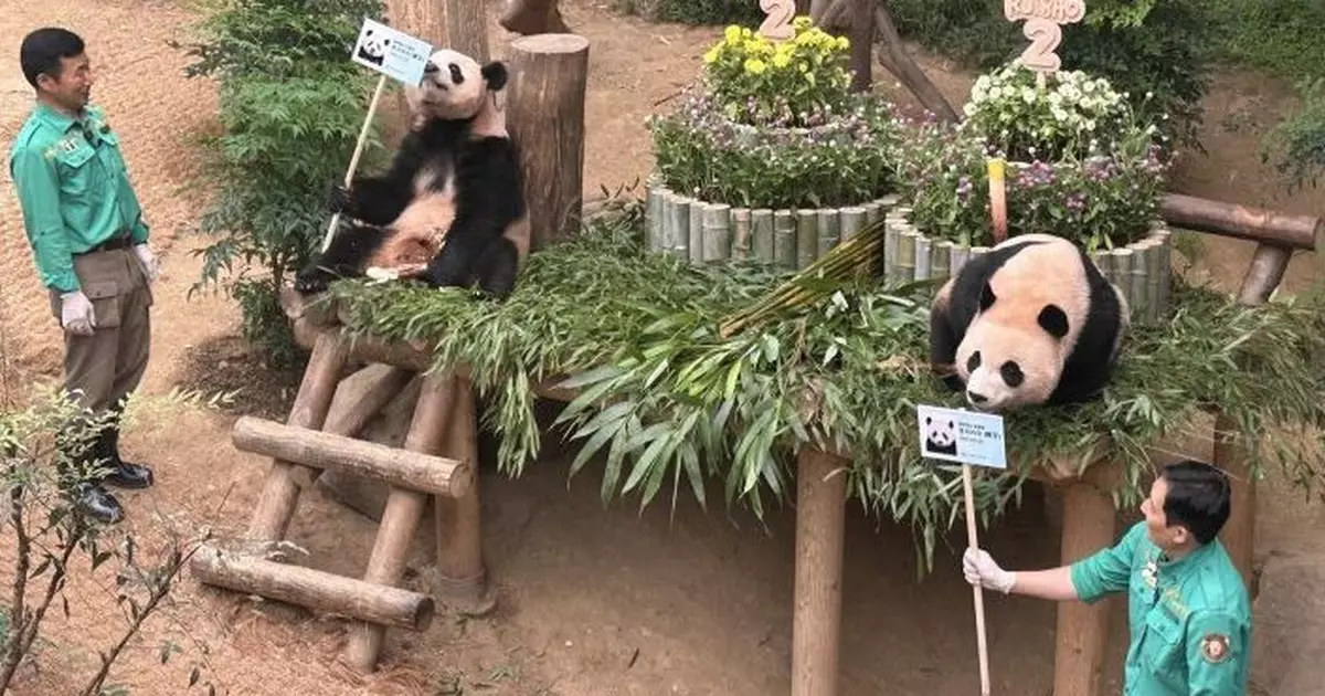 南韓大熊貓「睿寶輝寶」兩周歲生日 大批民眾到樂園為雙胞胎慶生