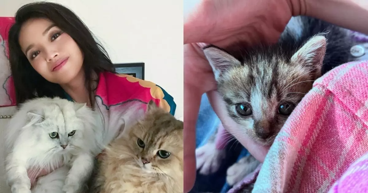 舒淇自爆被貓媽媽「碰瓷」 成功為小貓尋領養人獲讚「人美心善」