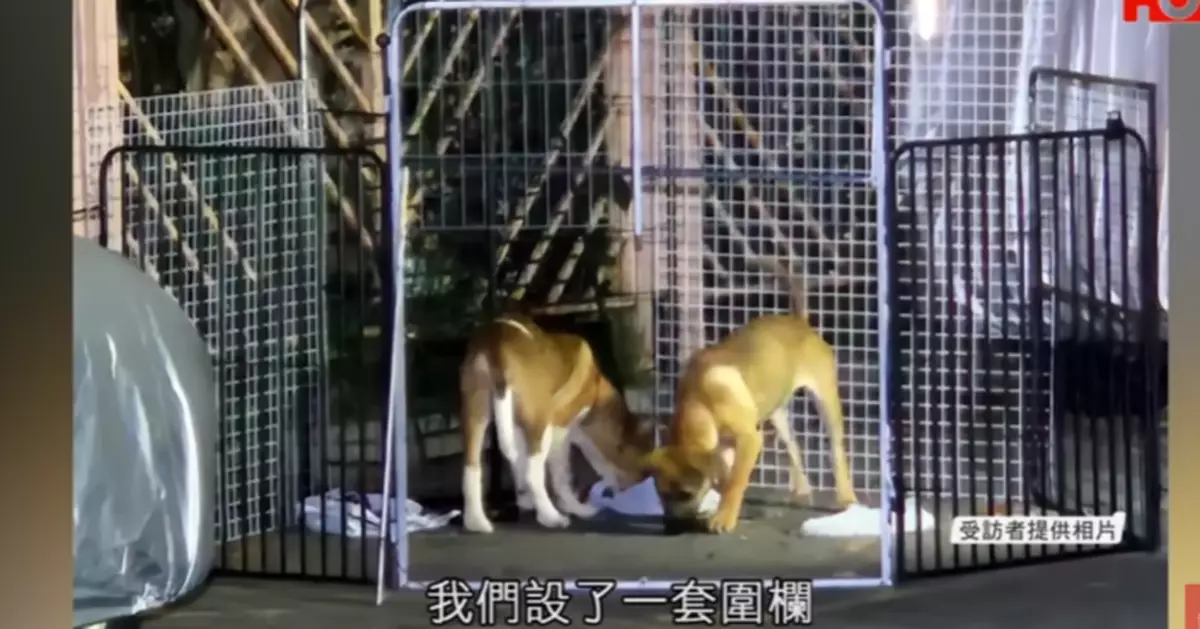 一線搜查｜屯門男放惡犬咬流浪狗BB引眾怒 心理學家：或有反社會傾向