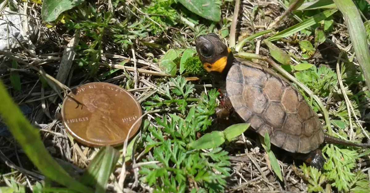 初生僅硬幣大 北美超迷你「沼澤龜」瀕危絕成保育焦點