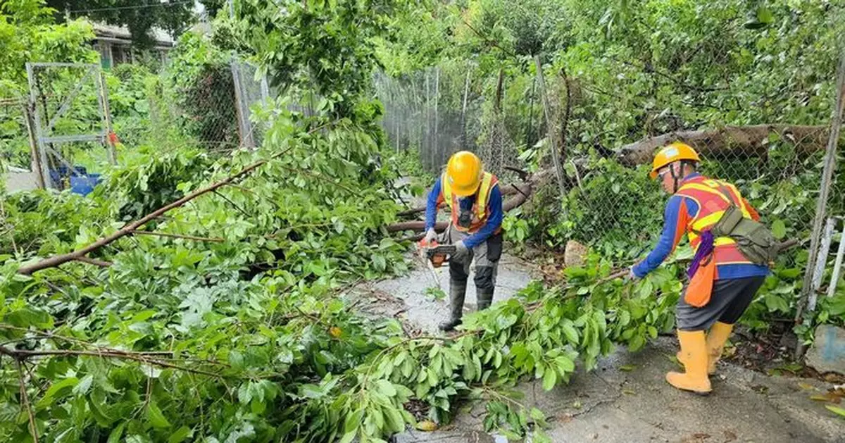 發展局等部門颱風過後展開巡查 移除逾千棵危險樹木