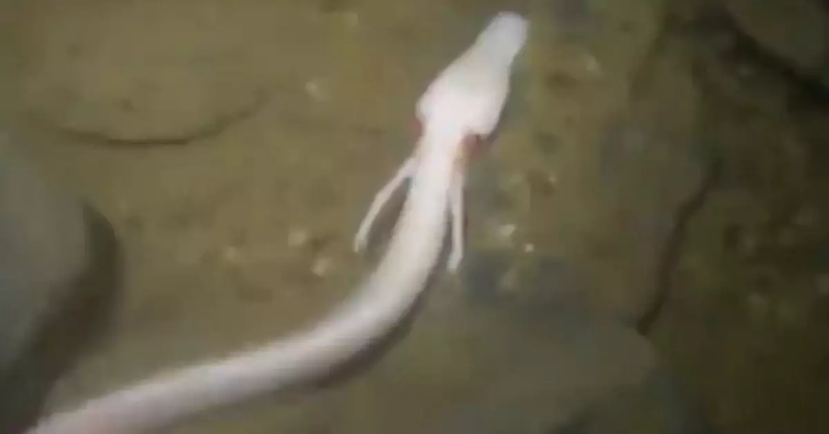 躺平冠軍！科學家觀察「洞螈」發現1隻七年未郁過 揭超節能生存策略