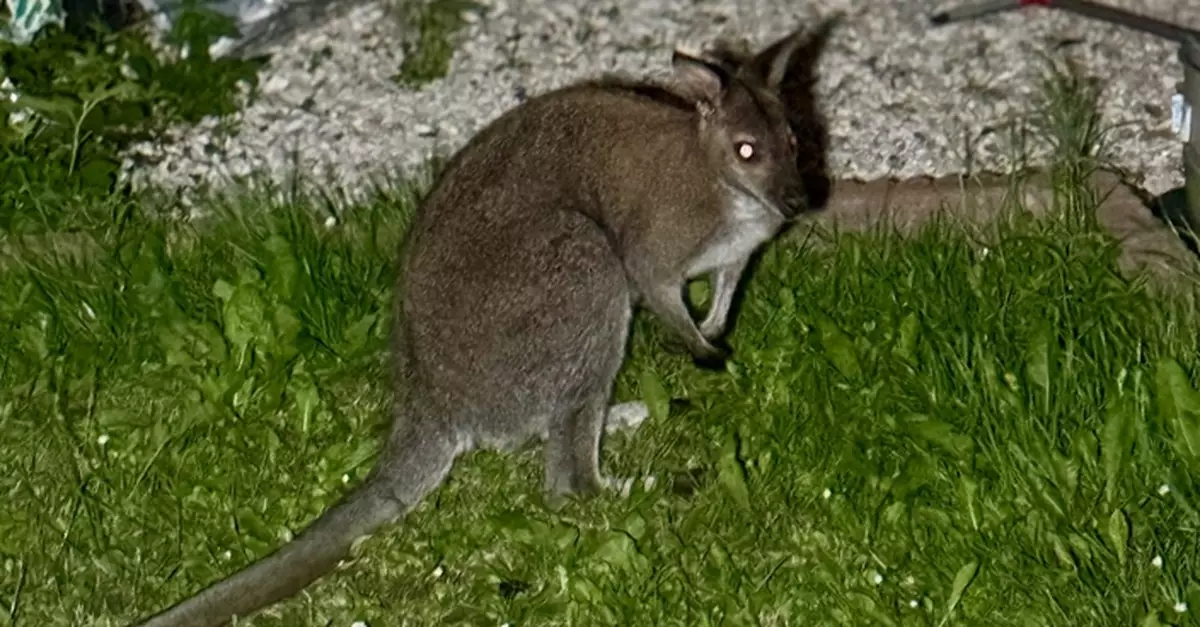 比利時小袋鼠不甘束縛逃離家園 越境進入法國最終被逮