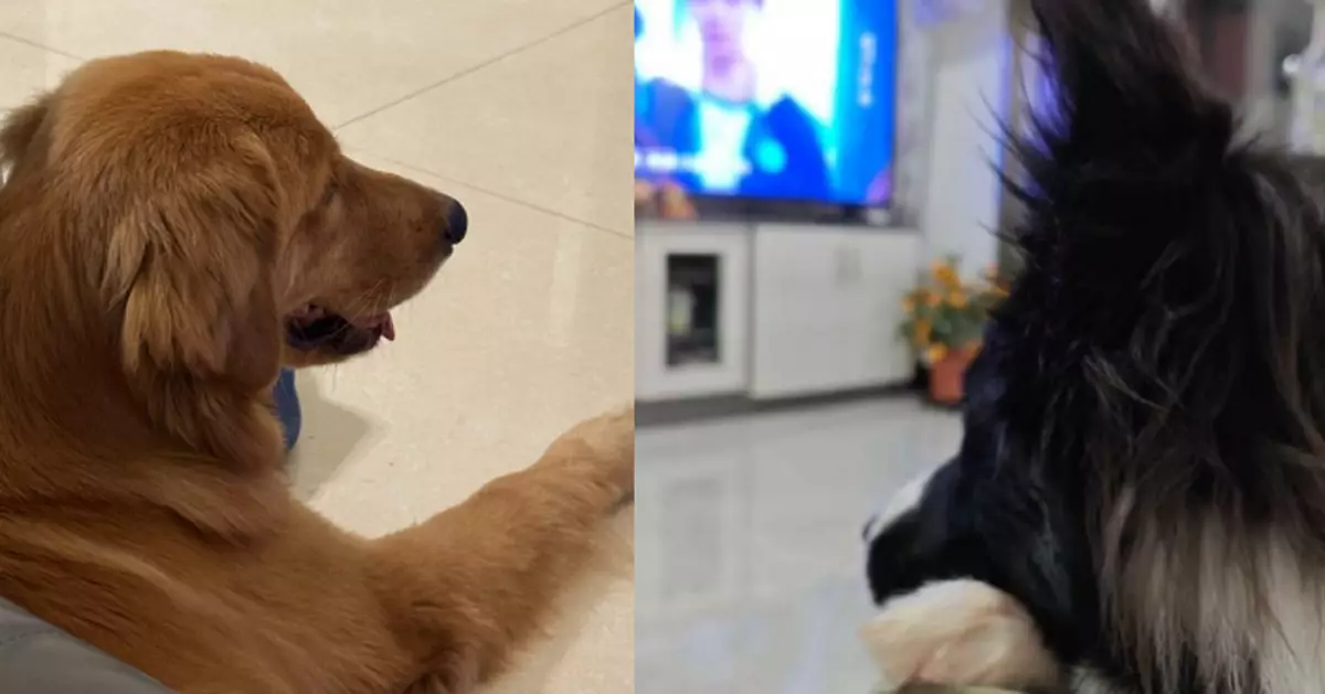 研究揭「汪星人」睇劇習慣與性格相關 科學家：內心戲精彩過電視劇！