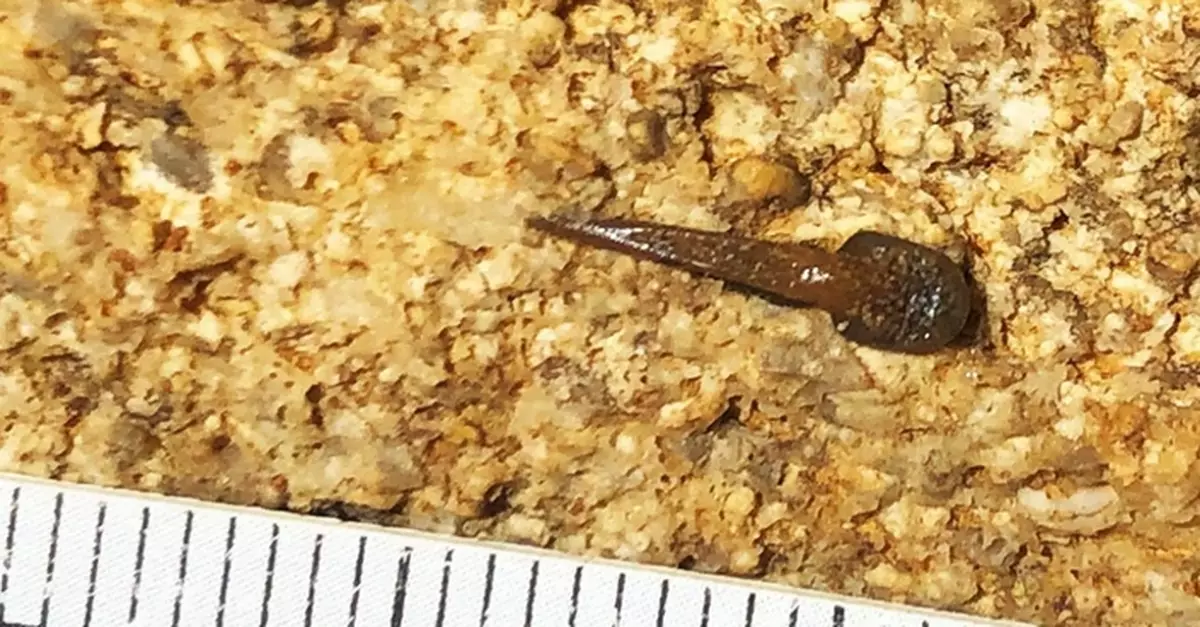 3.4億年前古鯊化石出土 美「猛獁洞國家公園」發現新物種