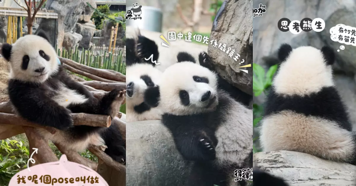 是日精選熊貓meme圖賀回歸  「家姐細佬」：笑吓hea吓又一日