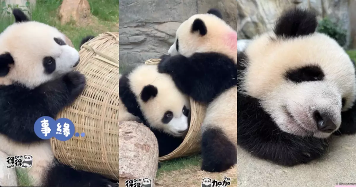 「家姐」玩藤籃玩到出神入化   同「細佬」籃子爭奪戰輕鬆勝出