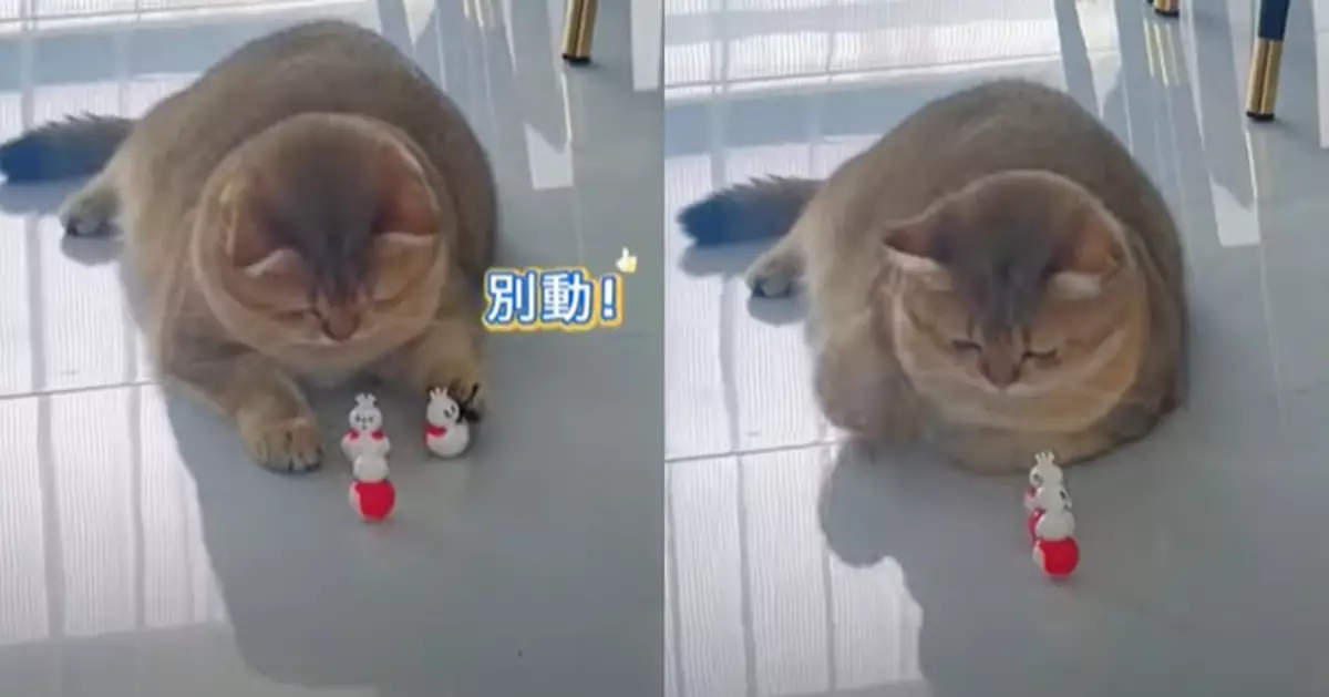 短毛貓堅持將不倒翁擺放整齊 網民笑稱：原來貓咪也有強迫症