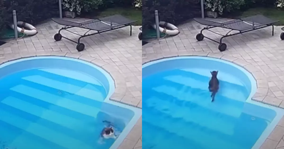 驚悚片變喜劇片！黑貓溺水驚恐掙扎後瞬間淡定：喔！都忘了我會游泳呢