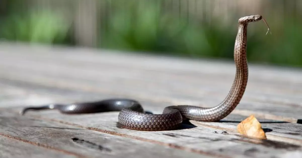 研究：蛇類尾部釋放「揮發物質」可驅殺螞蟻 有望開發農業殺蟲劑