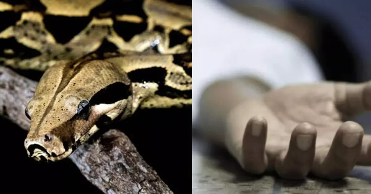 印尼6旬農民遭8.5米巨蟒纏勒吞入肚  村民剖蛇腹尋獲「包裹黏液」完整遺體