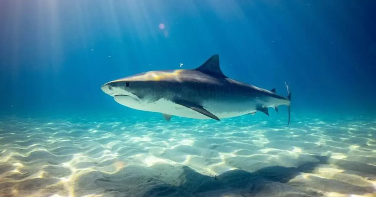 日宮古島現5米母食人鯊搶魚獲 漁民合力捕捉揭體內藏數10條幼鯊