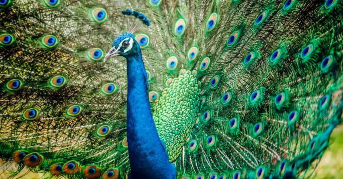 加州140年歷史酒店招牌孔雀群離奇失蹤 數十隻被偷剩4隻
