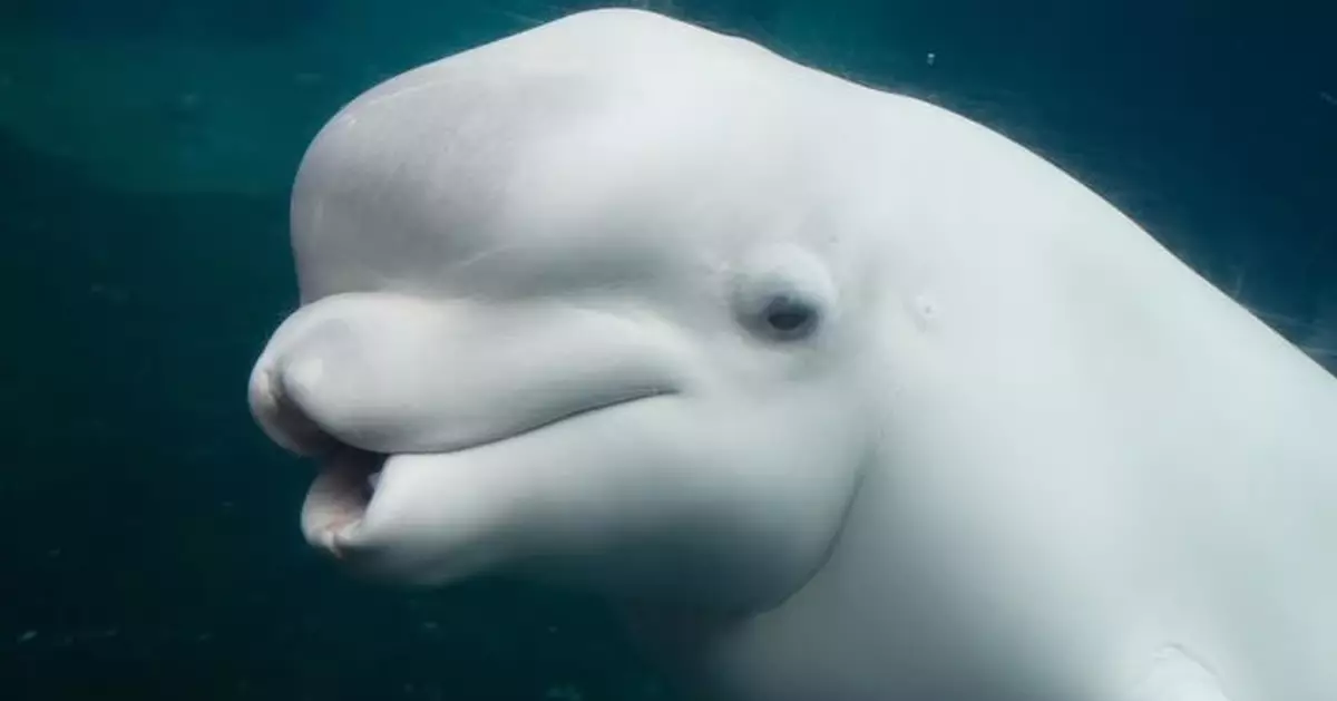 招牌特色！白鯨頭頂「額隆」非脂肪團 專家揭：係重要超級器官