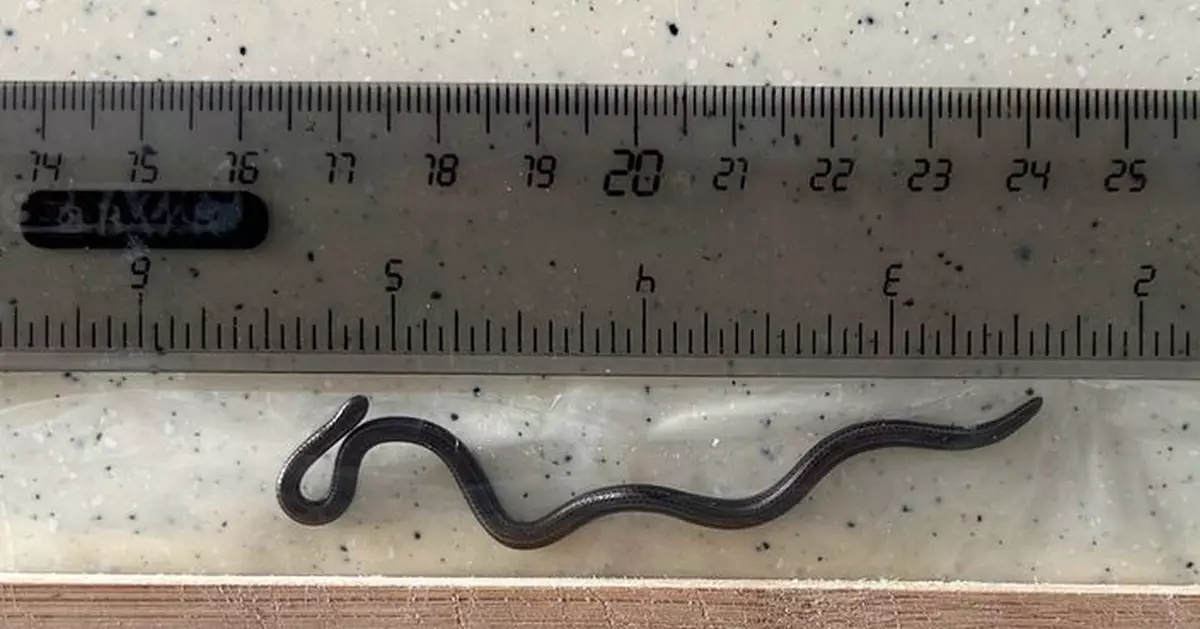 消失20年遭疑已滅絕 世上最細蛇類「巴巴多斯穿線蛇」重現