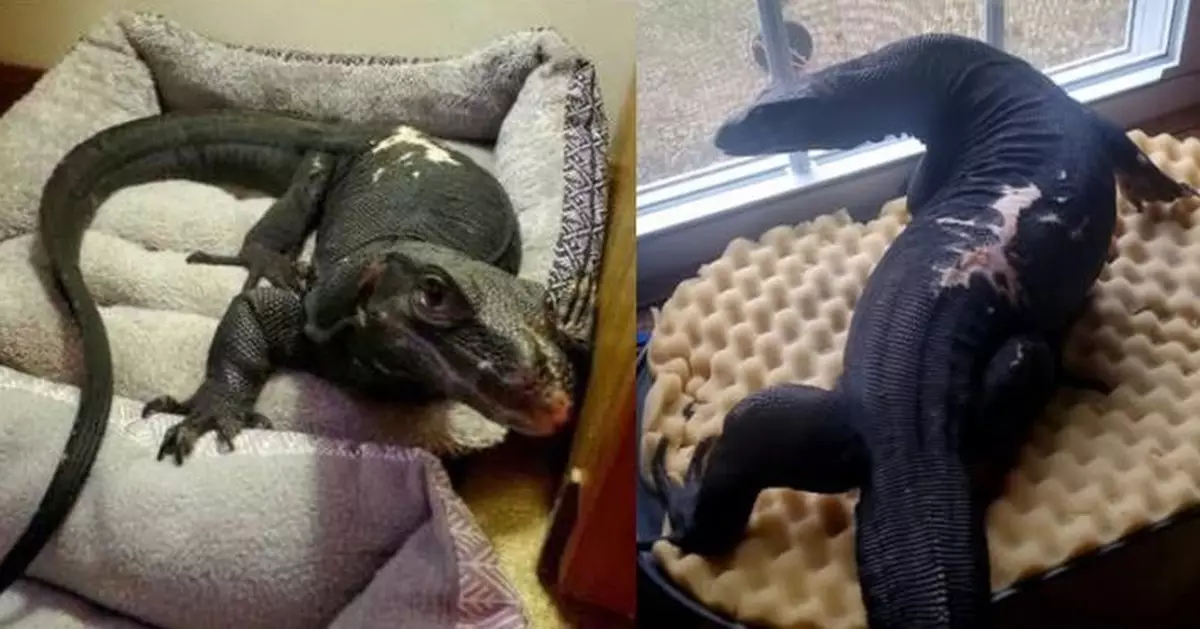 「非法居民」1.5米長巨蜥出逃 美麻省小鎮全城緊張搜捕