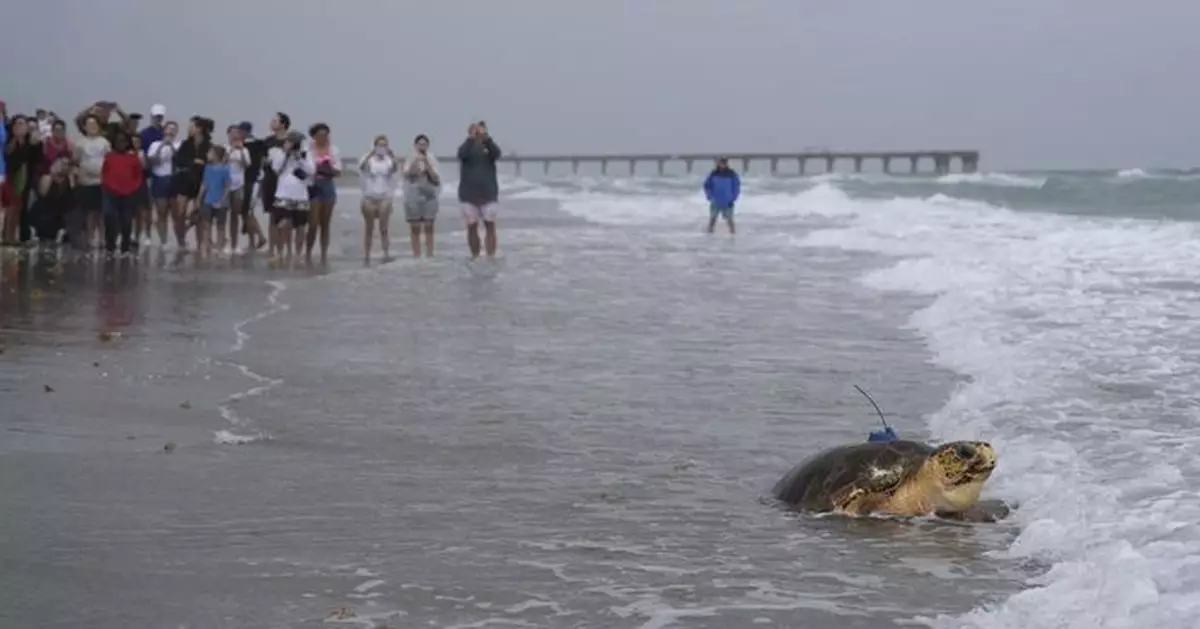 遭攻擊受重傷需截肢 海龜經5個月治療以三鰭奮力重返海洋