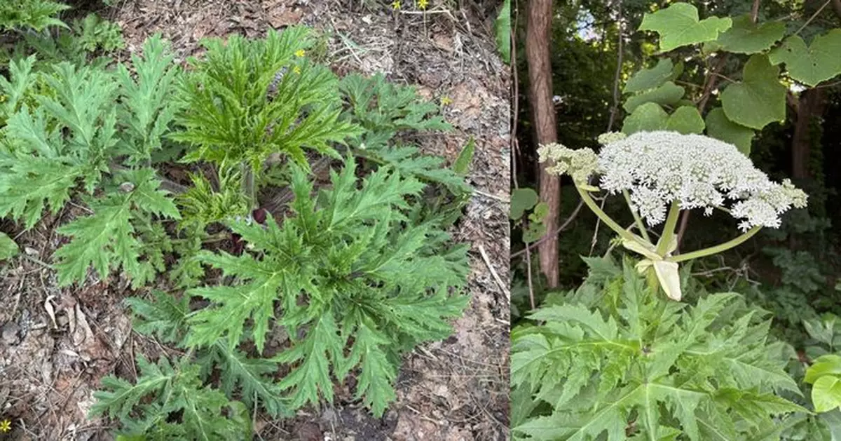 日本驚現「毀容毒草」！札幌40株大豕草藏致命危機 觸碰恐致失明