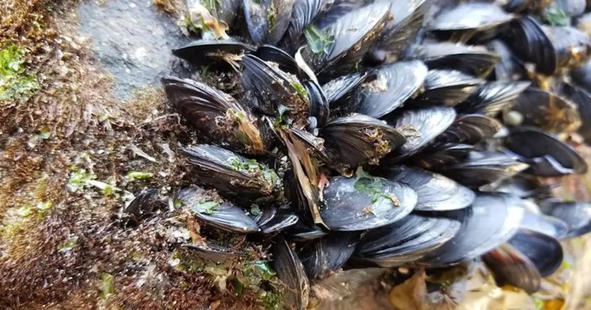 外來物種危機！金絲貽貝入侵加州水域 威脅3000萬人供水
