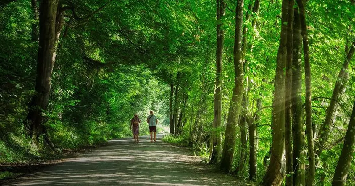 最新研究：親近綠地可降8%罹癌風險   乳癌預防效果達9%